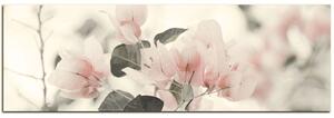 Slika na platnu - Papirnato cvijeće bugenvilije - panorama 557FA (105x35 cm)