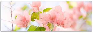 Slika na platnu - Papirnato cvijeće bugenvilije - panorama 557A (105x35 cm)