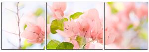 Slika na platnu - Papirnato cvijeće bugenvilije - panorama 557C (90x30 cm)