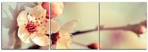 Slika na platnu - Trešnjin cvijet - panorama 558B (90x30 cm)