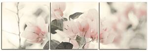 Slika na platnu - Papirnato cvijeće bugenvilije - panorama 557FB (150x50 cm)