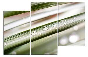 Slika na platnu - Kapljice na vlati trave 154C (150x100 cm)