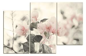 Slika na platnu - Papirnato cvijeće bugenvilije 157FD (150x100 cm)