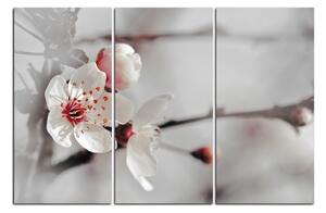 Slika na platnu - Trešnjin cvijet 158FB (90x60 cm )