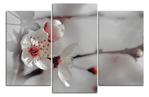 Slika na platnu - Trešnjin cvijet 158FC (120x80 cm)