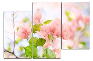Slika na platnu - Papirnato cvijeće bugenvilije 157D (150x100 cm)