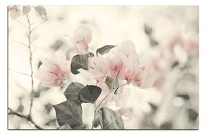 Slika na platnu - Papirnato cvijeće bugenvilije 157FA (90x60 cm )