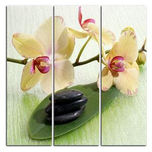 Slika na platnu - Cvjetovi orhideja - kvadrat 362B (75x75 cm)
