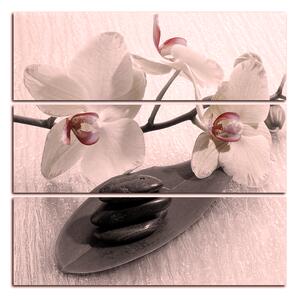 Slika na platnu - Cvjetovi orhideja - kvadrat 362FC (75x75 cm)