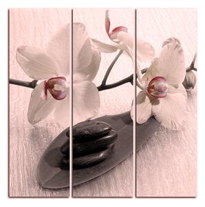 Slika na platnu - Cvjetovi orhideja - kvadrat 362FB (75x75 cm)