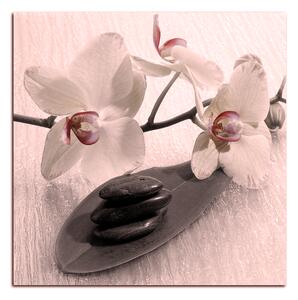 Slika na platnu - Cvjetovi orhideja - kvadrat 362FA (50x50 cm)