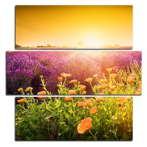 Slika na platnu - Polje lavande okupano suncem - kvadrat 365D (75x75 cm)