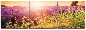Slika na platnu - Polje lavande okupano suncem - panorama 565B (150x50 cm)