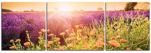 Slika na platnu - Polje lavande okupano suncem - panorama 565C (90x30 cm)