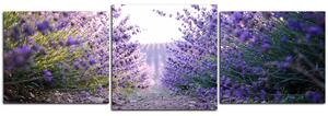 Slika na platnu - Staza između grmova lavande - panorama 566D (90x30 cm)
