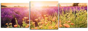 Slika na platnu - Polje lavande okupano suncem - panorama 565D (120x40 cm)