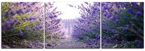 Slika na platnu - Staza između grmova lavande - panorama 566C (150x50 cm)