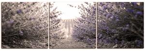 Slika na platnu - Staza između grmova lavande - panorama 566FB (150x50 cm)
