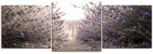 Slika na platnu - Staza između grmova lavande - panorama 566FD (90x30 cm)