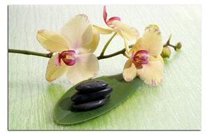 Slika na platnu - Cvjetovi orhideja 162A (100x70 cm)