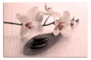 Slika na platnu - Cvjetovi orhideja 162FA (75x50 cm)