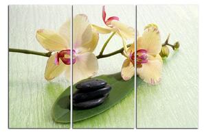 Slika na platnu - Cvjetovi orhideja 162B (120x80 cm)