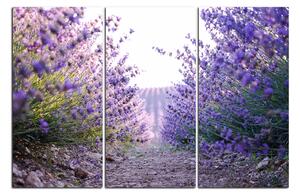 Slika na platnu - Staza između grmova lavande 166B (120x80 cm)