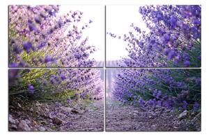 Slika na platnu - Staza između grmova lavande 166D (90x60 cm)