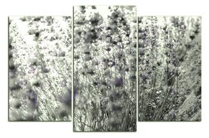 Slika na platnu - Lavande 167FC (90x60 cm)