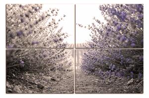 Slika na platnu - Staza između grmova lavande 166FD (150x100 cm)