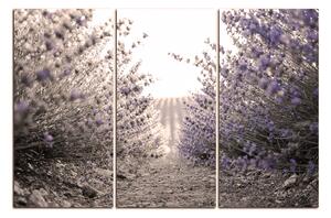 Slika na platnu - Staza između grmova lavande 166FB (90x60 cm )