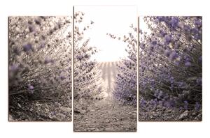 Slika na platnu - Staza između grmova lavande 166FC (120x80 cm)
