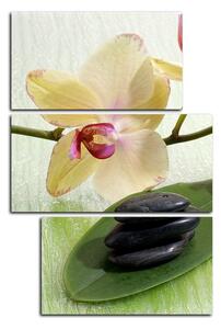 Slika na platnu - Cvjetovi orhideja - pravokutnik 762C (120x80 cm)