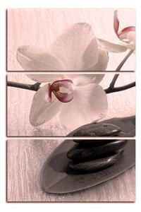 Slika na platnu - Cvjetovi orhideja - pravokutnik 762FB (90x60 cm )