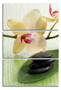 Slika na platnu - Cvjetovi orhideja - pravokutnik 762B (120x80 cm)
