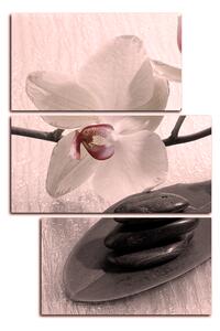 Slika na platnu - Cvjetovi orhideja - pravokutnik 762FC (90x60 cm)