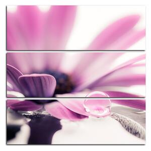 Slika na platnu - Kap rose na laticama cvijeta - kvadrat 380C (75x75 cm)