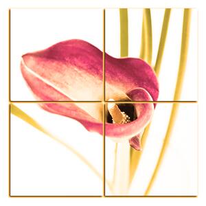 Slika na platnu - Cvijet ljiljana - kvadrat 379FD (60x60 cm)