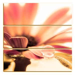 Slika na platnu - Kap rose na laticama cvijeta - kvadrat 380QC (75x75 cm)