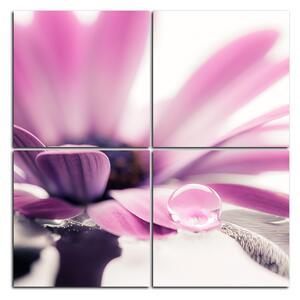 Slika na platnu - Kap rose na laticama cvijeta - kvadrat 380D (60x60 cm)
