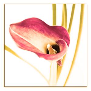 Slika na platnu - Cvijet ljiljana - kvadrat 379FA (50x50 cm)