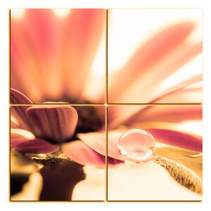 Slika na platnu - Kap rose na laticama cvijeta - kvadrat 380QD (60x60 cm)