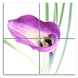 Slika na platnu - Cvijet ljiljana - kvadrat 379D (60x60 cm)