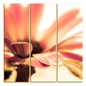 Slika na platnu - Kap rose na laticama cvijeta - kvadrat 380QB (75x75 cm)