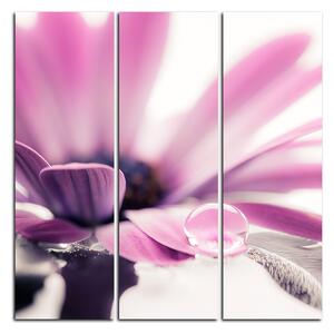 Slika na platnu - Kap rose na laticama cvijeta - kvadrat 380B (75x75 cm)