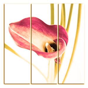 Slika na platnu - Cvijet ljiljana - kvadrat 379FB (75x75 cm)