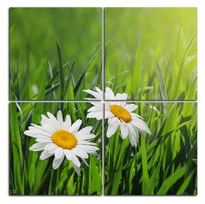 Slika na platnu - Kamilica u travi - kvadrat 385E (60x60 cm)