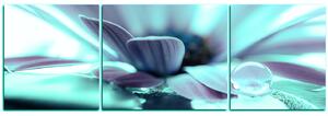 Slika na platnu - Kap rose na laticama cvijeta - panorama 580FC (150x50 cm)