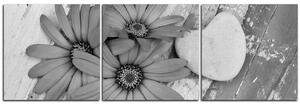 Slika na platnu - Cvijeće i kameno srce - panorama 583QB (90x30 cm)