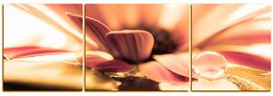 Slika na platnu - Kap rose na laticama cvijeta - panorama 580QC (150x50 cm)